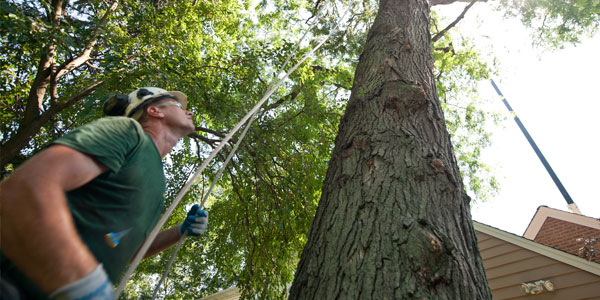 Technology helping re-locating Trees