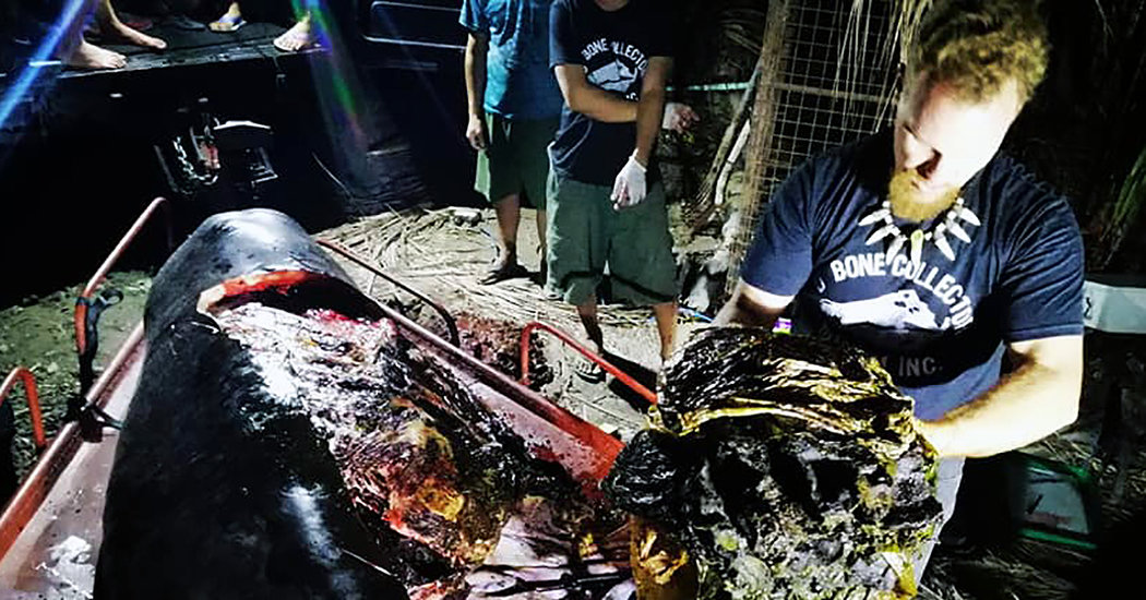 Stomach of dead whale full of plastic Philippines