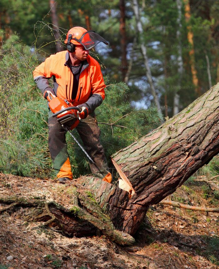 Deforestation and Reforestation