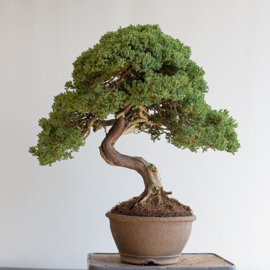 Juniperus procumbens bonsai